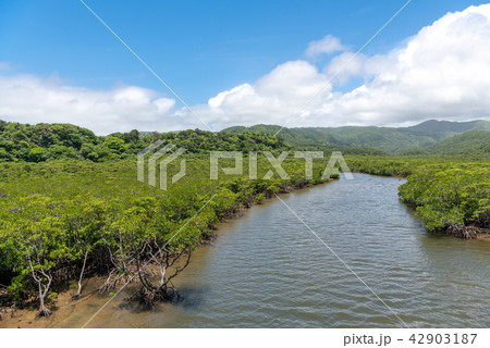 西表島　後良川 42903187