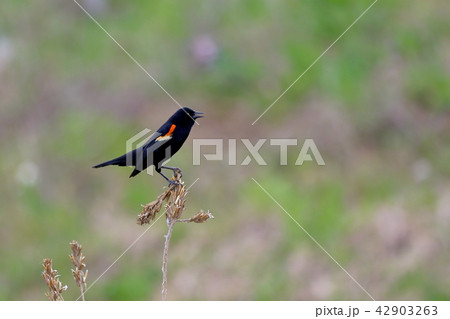 ハゴロモガラス（The Red-Winged Blackbird） 42903263