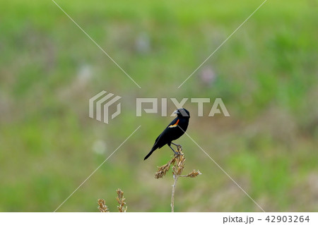 ハゴロモガラス(The Red-Winged Blackbird) ハゴロモガラス(The Red-Winged Blackbird) 42903264