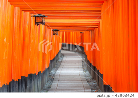 Kyoto, Japan at Fushimi Inari Kyoto, Japan at Fushimi Inari 42903424