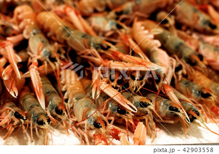 Fresh Raw Langoustines Fresh Raw Langoustines 42903558