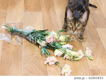 Cat breed toyger broken vase of flowers on flowers 42903833
