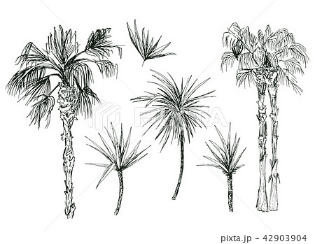 Coconut palms or queen palmae with leaves Coconut palms or queen palmae with leaves 42903904