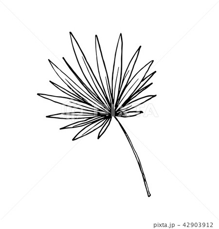 Coconut palm sketch or queen palmae leaves Coconut palm sketch or queen palmae leaves 42903912