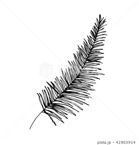Coconut palm sketch or queen palmae leaves 42903914