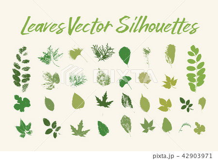 Print of tree leaves. Greenery of flora or plants 42903971