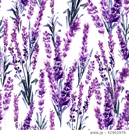 Lavender Seamless Pattern. Watercolor or Aquarelle Paintings of Lavandula. 42903976