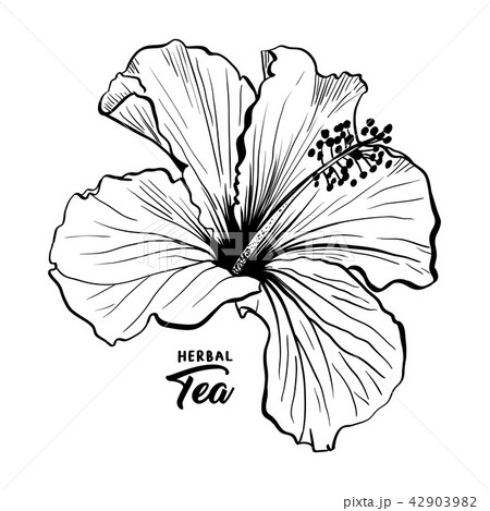Hawaiian Hibiscus Fragrance Flower or Mallow Rose. Flora and Plant 42903982