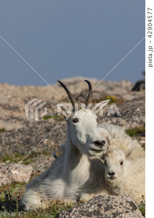 Mountain Goat Nanny and Kid 42904577