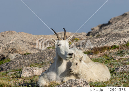 Mountain Goat Nanny and Kid 42904578