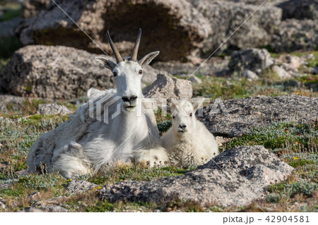 Mountain Goat Nanny and Kid Mountain Goat Nanny and Kid 42904581