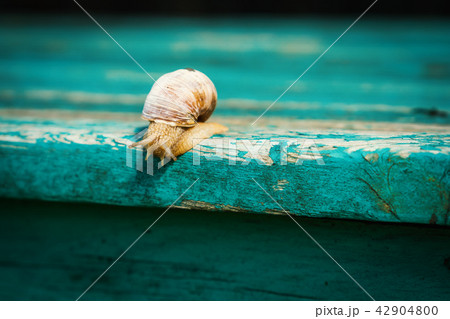small snail approaches the edge of an old bench 42904800