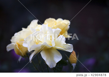 Yellow Rose Summer Garden Yellow Rose Summer Garden 42904878