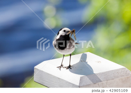 Wagtail with insects in beak Wagtail with insects in beak 42905109