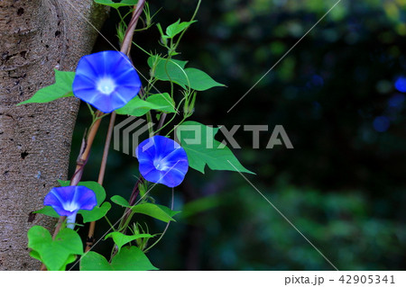 朝顔 夏の花 アサガオ あさがおの写真素材