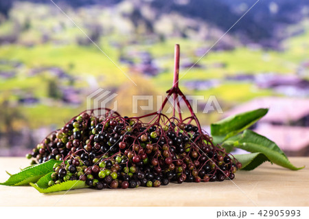 Fresh european black elderberry with alps behind 42905993