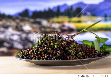 Fresh european black elderberry with lake behind 42906011