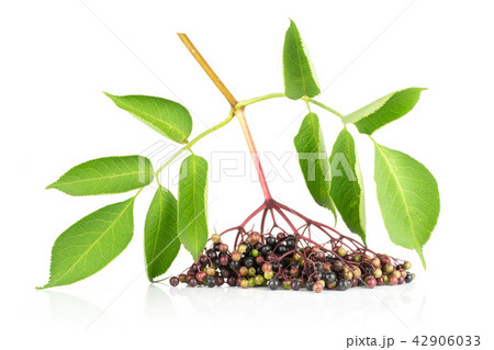Fresh european black elderberry isolated on white 42906033