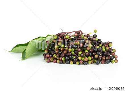 Fresh european black elderberry isolated on white 42906035