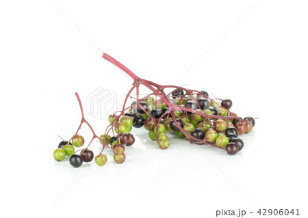 Fresh european black elderberry isolated on white 42906041