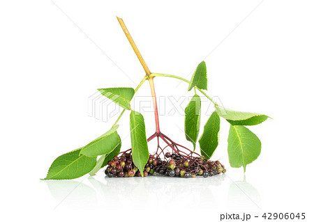 Fresh european black elderberry isolated on white 42906045