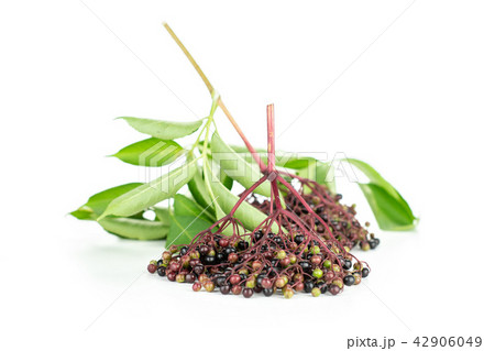 Fresh european black elderberry isolated on white 42906049