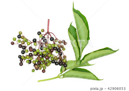 Fresh european black elderberry isolated on white 42906053