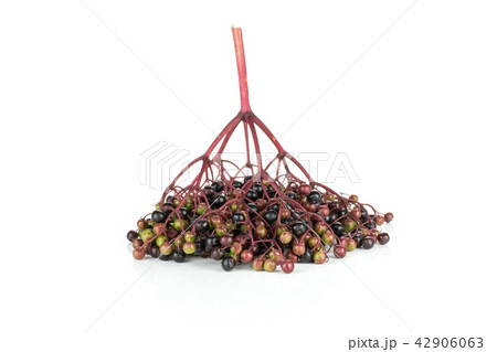 Fresh european black elderberry isolated on white 42906063