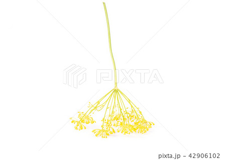 Fresh yellow dill flowers isolated on white 42906102