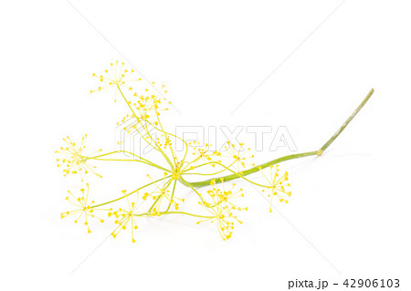 Fresh yellow dill flowers isolated on white Fresh yellow dill flowers isolated on white 42906103
