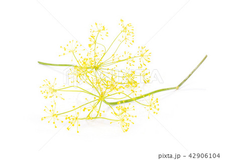 Fresh yellow dill flowers isolated on white Fresh yellow dill flowers isolated on white 42906104