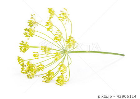 Fresh yellow dill flowers isolated on white 42906114