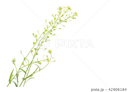 Fresh green plant isolated on white Fresh green plant isolated on white 42906184