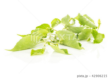 Fresh green plant isolated on white Fresh green plant isolated on white 42906215