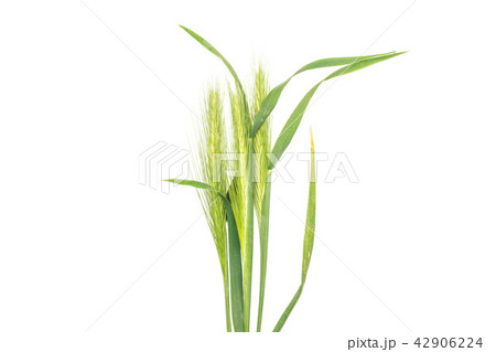 Fresh green plant isolated on white Fresh green plant isolated on white 42906224
