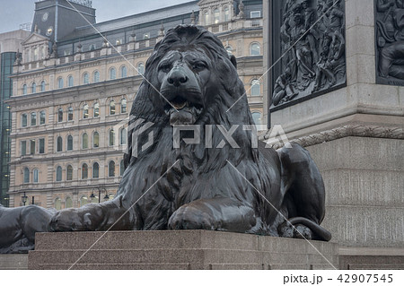 Statue of Lion on Trafalgar Square in London 42907545