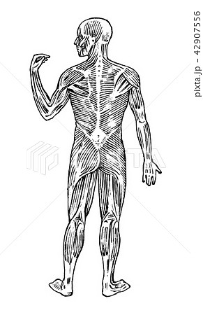 Human anatomy. Muscular and bone system. Male body Vector illustration for science, medicine and 42907556