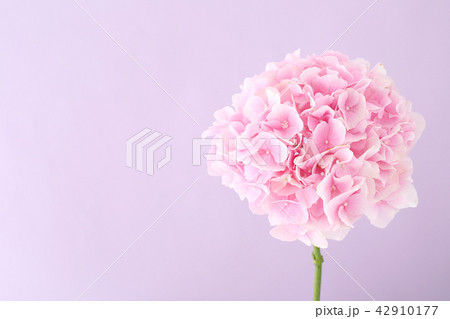 Beautiful flower collection Stock Photo. close up, isolated on background. vertical with copy space. 109 42910177