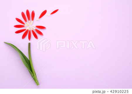 Beautiful flower collection Stock Photo. close up, isolated on background. vertical with copy space. 067 42910225