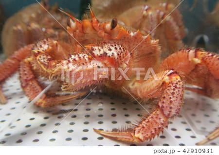 毛がに 42910931
