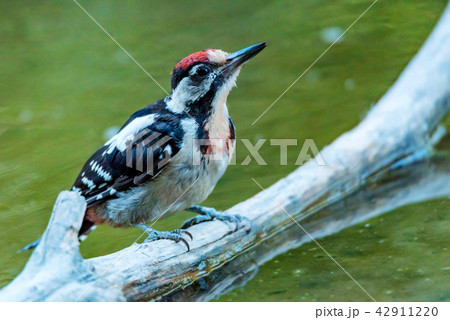 A Syrian woodpecker or Dendrocopos syriacus close A Syrian woodpecker or Dendrocopos syriacus close 42911220