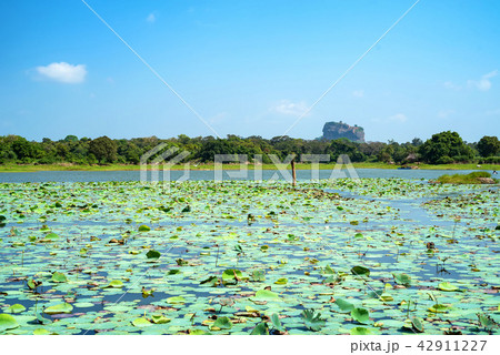 View of Sigiriya Rock or Lion Rock in Sri Lanka View of Sigiriya Rock or Lion Rock in Sri Lanka 42911227