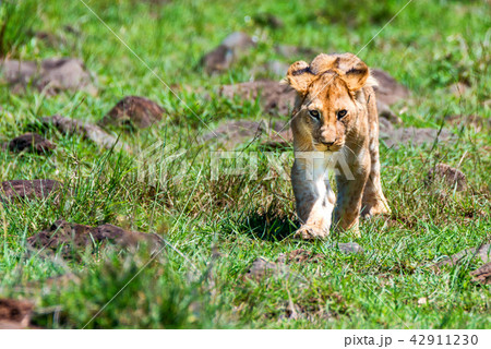 Young male lion or Panthera leo in nature 42911230