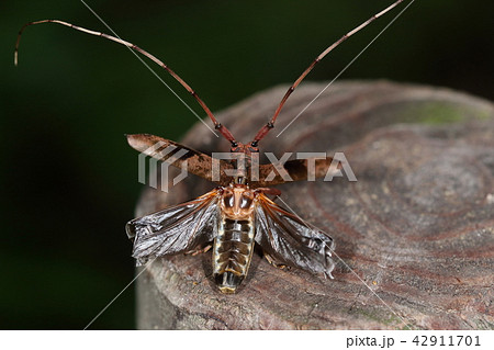 生き物　昆虫　ヤハズカミキリ、テイクオフ。上翅の付根は自在継手状、後翅のそれは頑丈な作りです 42911701