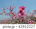 桃の花 42912227