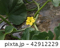 メロンの花 42912229