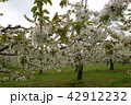 さくらんぼの花 42912232