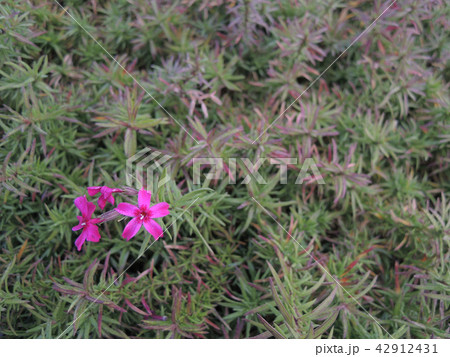 小さい花、雑草 小さい花、雑草 42912431