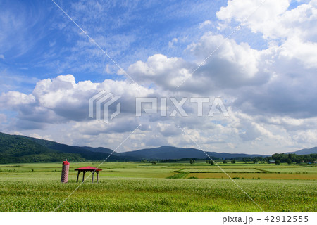 北海道　幌加内町そば畑 42912555