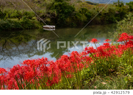 満開の彼岸花 河岸の曼珠沙華 満開の彼岸花 河岸の曼珠沙華 42912579